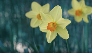 spring fireplace maintenance